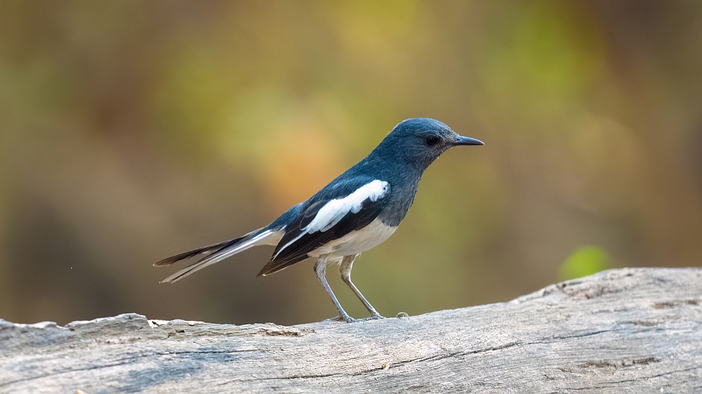 Oriental Magpie Robin